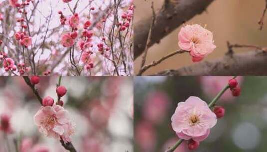 春天樱花绽放高清在线视频素材下载