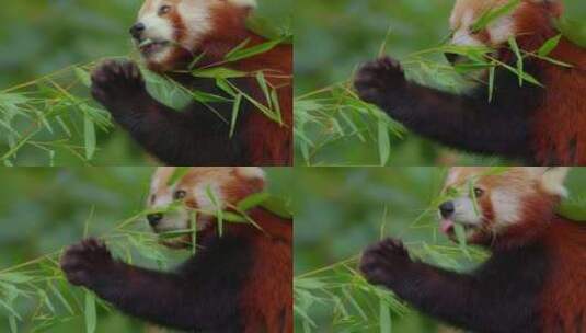 正在吃竹叶的小熊猫高清在线视频素材下载