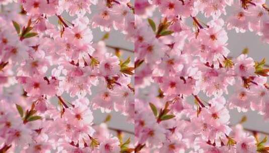 粉红色花卉自然樱花高清在线视频素材下载