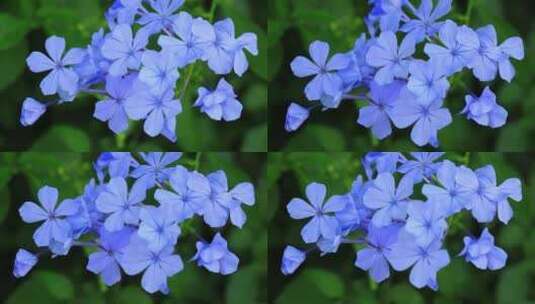 夏天盛开的蓝花丹蓝色小花实拍高清在线视频素材下载