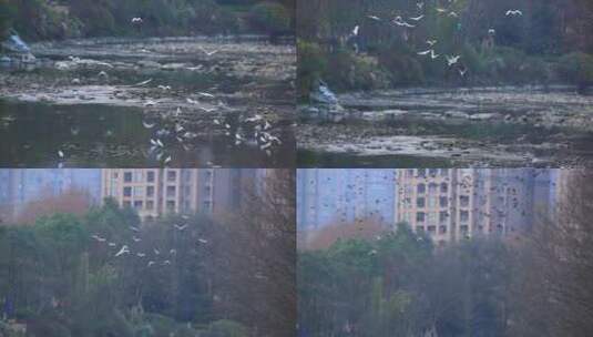 成都江安河湿地的白鹭和飞鸟高清在线视频素材下载