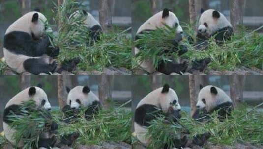 大熊猫熊猫幼崽国宝高清在线视频素材下载