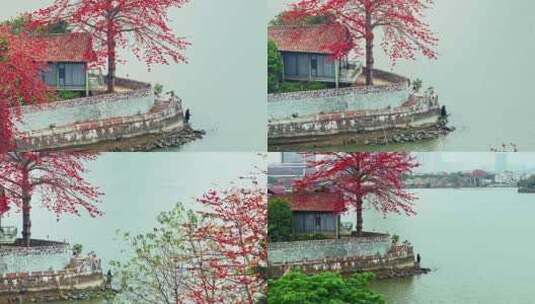 广州喜临院最美木棉花航拍高清4K视频高清在线视频素材下载