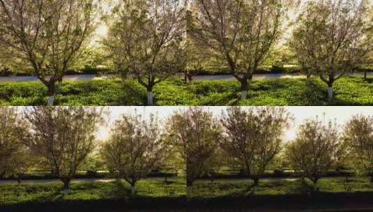 春天阳光透过树叶高清在线视频素材下载