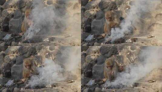 一只恒河猴和婴儿在闷烧冒烟的垃圾堆里寻找高清在线视频素材下载