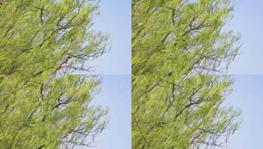 春天春风吹动绿色发芽的垂柳树枝随风摆动高清在线视频素材下载