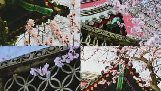 北京北海公园清朝历史古建筑前盛开的樱花高清在线视频素材下载