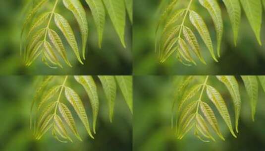 树叶植物高清在线视频素材下载