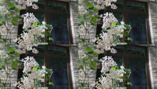 春天阳光下盛开的白色丁香花高清在线视频素材下载