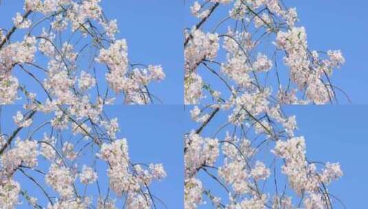 蓝天背景美丽的垂枝樱樱花绽放高清在线视频素材下载