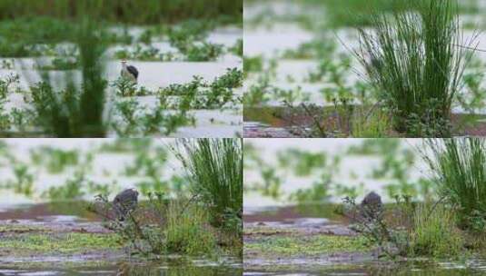 湿地的白胸苦恶鸟高清在线视频素材下载