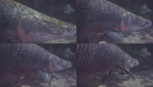 海洋生物巨骨舌鱼在水下活动高清在线视频素材下载