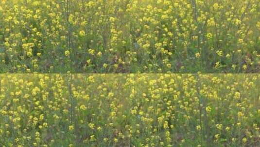 春天油菜花开花特写高清在线视频素材下载