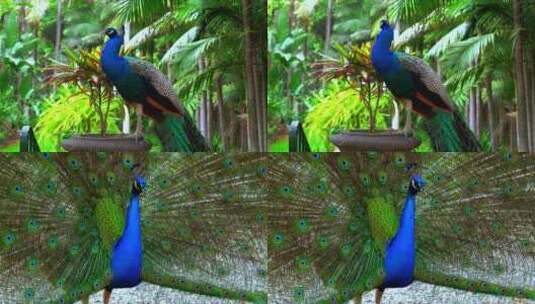 动物园里美丽的孔雀高清在线视频素材下载