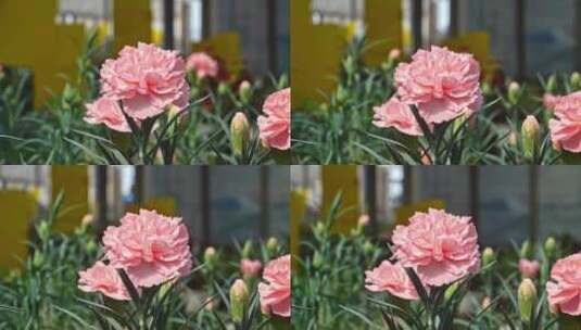 粉色康乃馨高清在线视频素材下载
