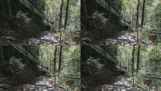 森林里的滑道 余姚丹山赤水高清在线视频素材下载