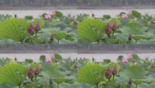 济南夏季大明湖，雨中荷花盛开娇艳醉人高清在线视频素材下载