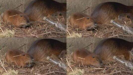 海狸鼠、食草动物、Coypu、啮齿动物高清在线视频素材下载