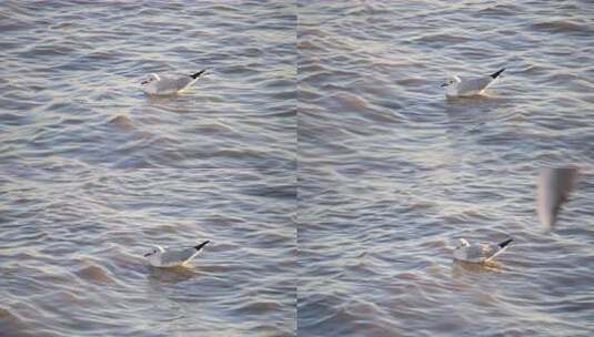 海鸥 游泳 海 海面 飞翔的海鸥 景色高清在线视频素材下载