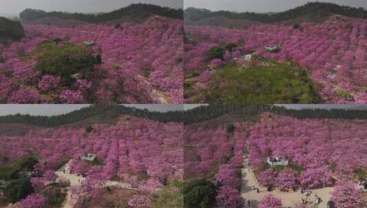 广东冬季最大面积紫花风铃花盛开航拍视频高清在线视频素材下载