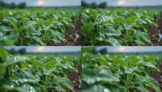 雨中蔬菜地的景象高清在线视频素材下载