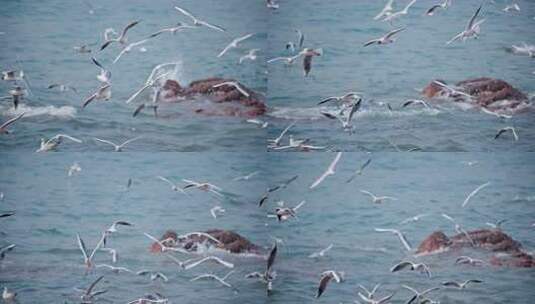 大海海面飞翔的海鸥高清在线视频素材下载