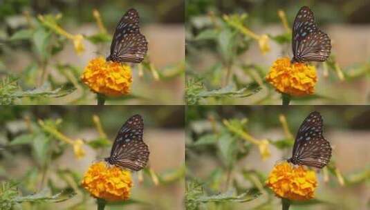 蝴蝶飞舞落在花朵上采蜜高清在线视频素材下载