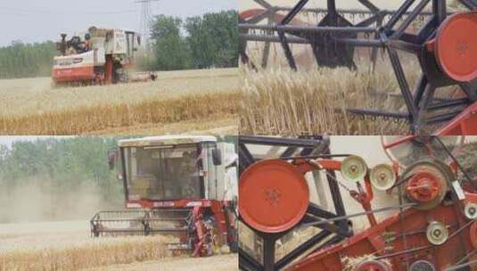 农业大丰收三夏生产收麦子高清在线视频素材下载
