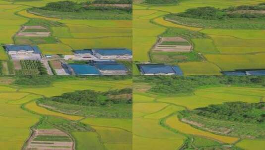 金黄稻田农业种植竖屏航拍高清在线视频素材下载
