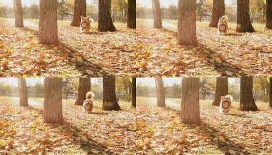 柯基狗在秋天的森林里奔跑高清在线视频素材下载
