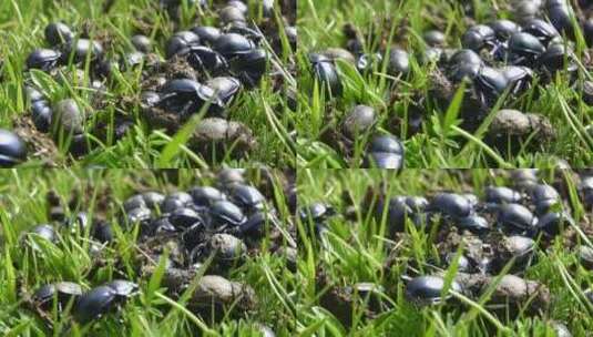 绿草上的一群甲虫高清在线视频素材下载