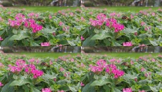 粉红花丛蜂蛾蜂鸟在觅食慢动作慢镜头01高清在线视频素材下载