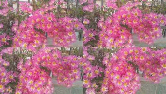粉红色的漂亮菊花高清在线视频素材下载