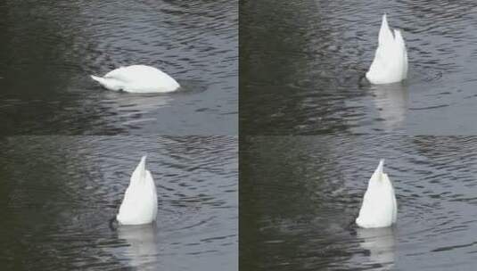 湖里戏水的天鹅高清在线视频素材下载