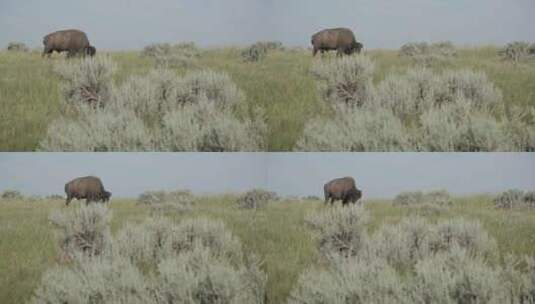 美国野牛在国家公园干涸的草地上放牧高清在线视频素材下载