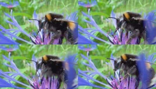 矢车菊花上的蜜蜂特写高清在线视频素材下载