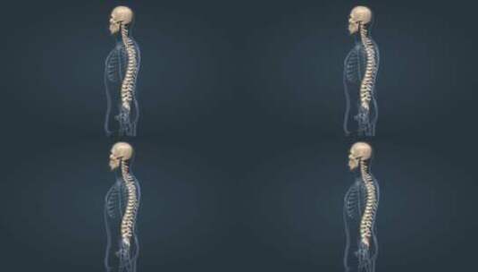医学人体骨骼系统脊椎后凸脊柱的疾病动画高清在线视频素材下载