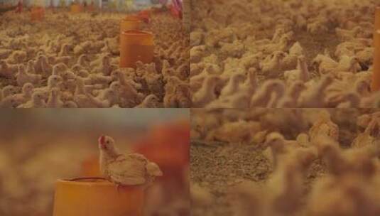 小鸡养殖场合集高清在线视频素材下载