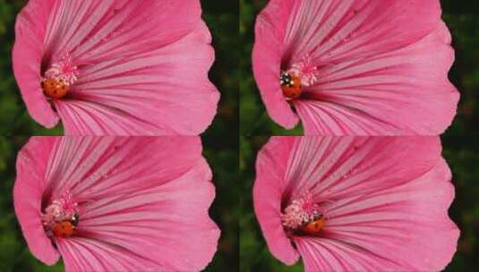 瓢虫在粉红色的花朵上高清在线视频素材下载