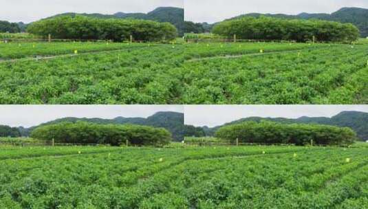 【4K】曾家山采摘辣椒高清在线视频素材下载