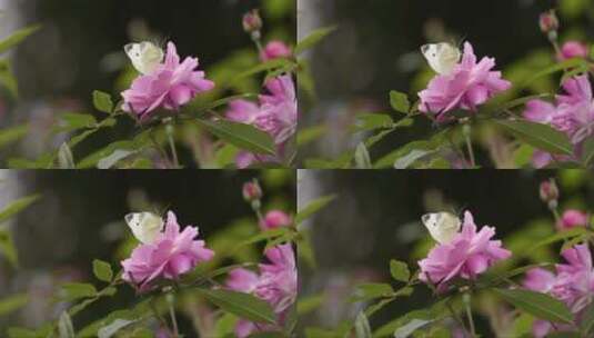 白色的蝴蝶落在粉红色的花朵上高清在线视频素材下载