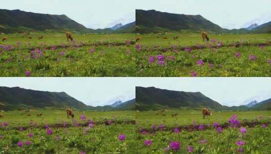 美丽的草原和牛羊高清在线视频素材下载