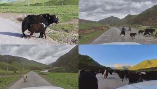 航拍实拍藏族青藏青海高原牦牛顶架吃奶高清在线视频素材下载