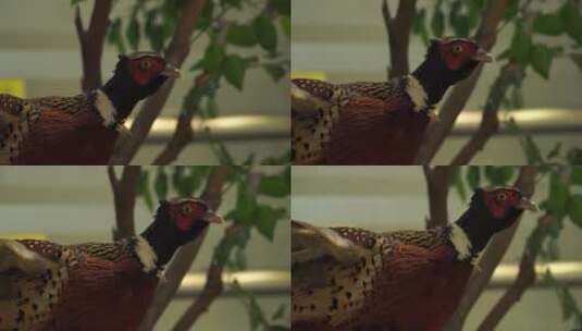 红腹锦鸡观赏鸟类标本模型高清在线视频素材下载