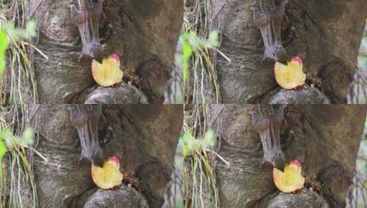 松鼠在树上吃苹果高清在线视频素材下载