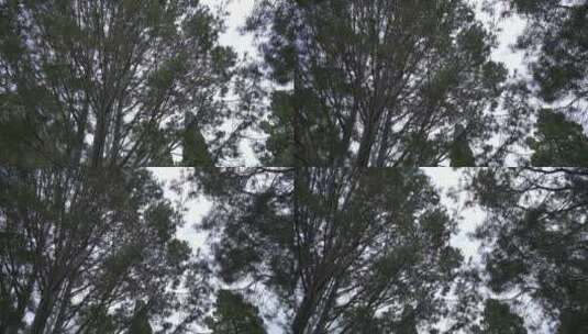 旋转的树木天空大自然植物绿叶高清在线视频素材下载
