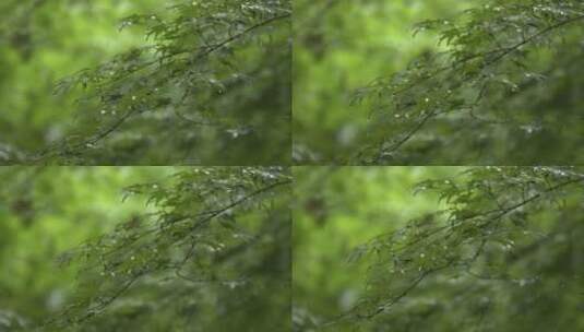 雨中绿色植物叶子高清在线视频素材下载