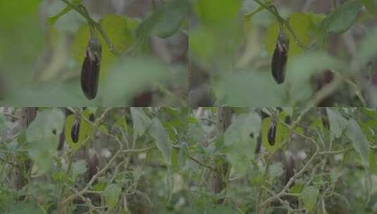 广东农村大山茄子种植高清在线视频素材下载