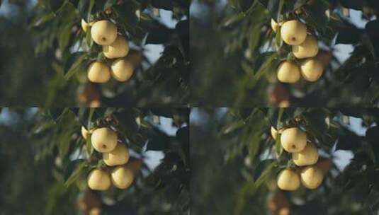 梨子空镜头高清在线视频素材下载
