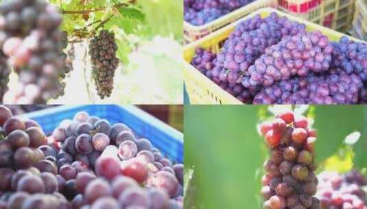 果农葡萄园采摘葡萄展示高清在线视频素材下载